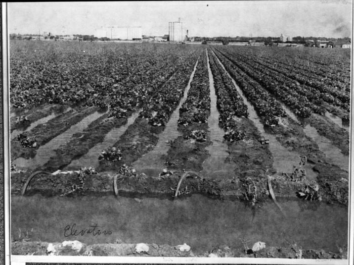Irrigation Farming on a Texas Plantation