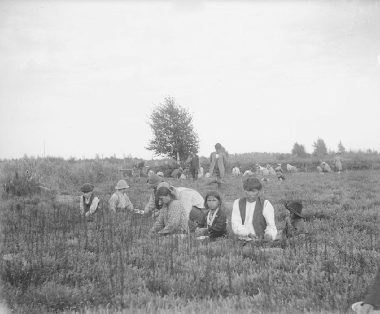 Natives picking Cranberries 1900