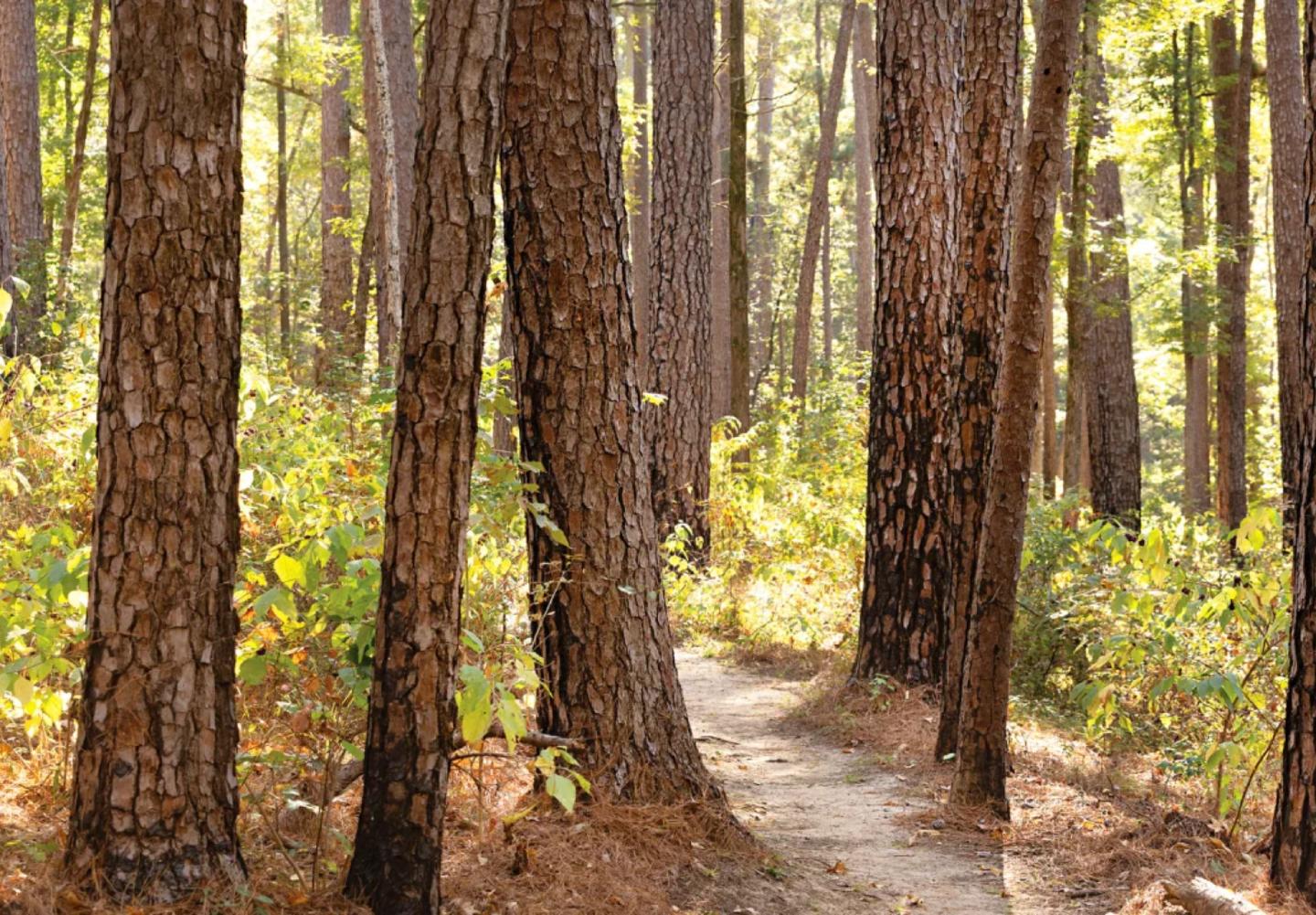 East Texas Piney Woods