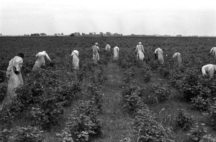 Convict Laborers Working Cotton Fields on a Texas Prison Farm