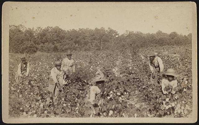 Enslaved persons in a Cotton field.