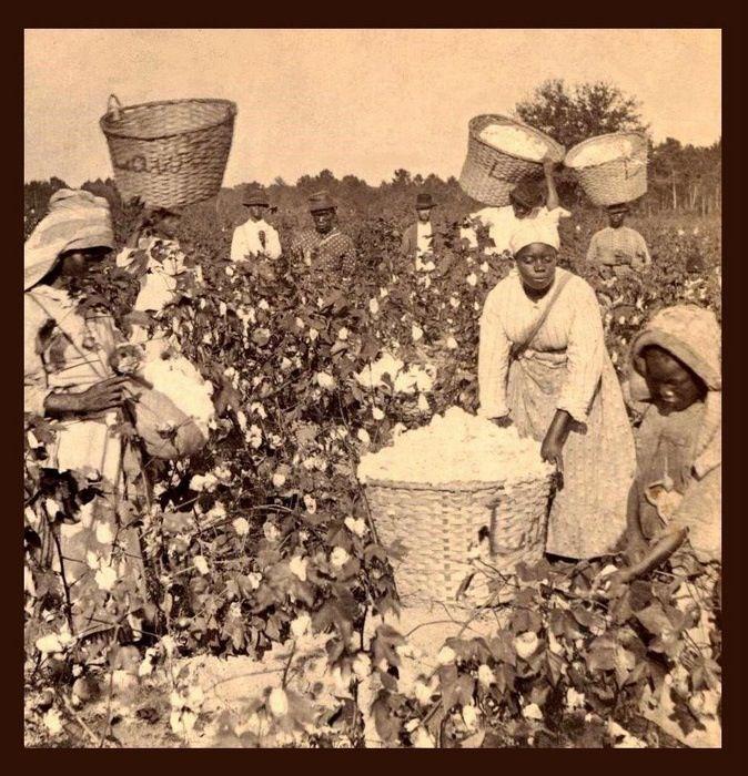 This image illustrates the labor-intensive nature of plantation agriculture by showing enslaved African Americans harvesting cotton. Slavery spread throughout the Deep South, including Alabama, mostly due to the heavy reliance on enslaved labor in cotton production.